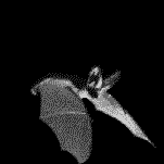 Flying Bat