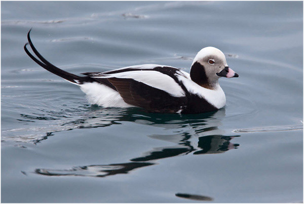 Long-tailed duck (Clangula hyemalis)