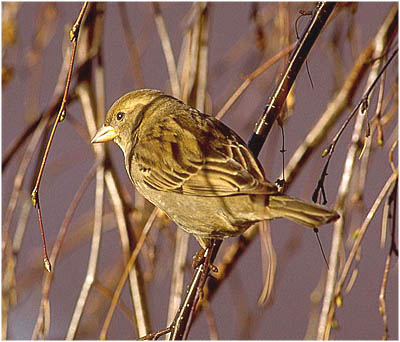 Detlef Singer, Kosmos Vogelatlas, Female Sparrow